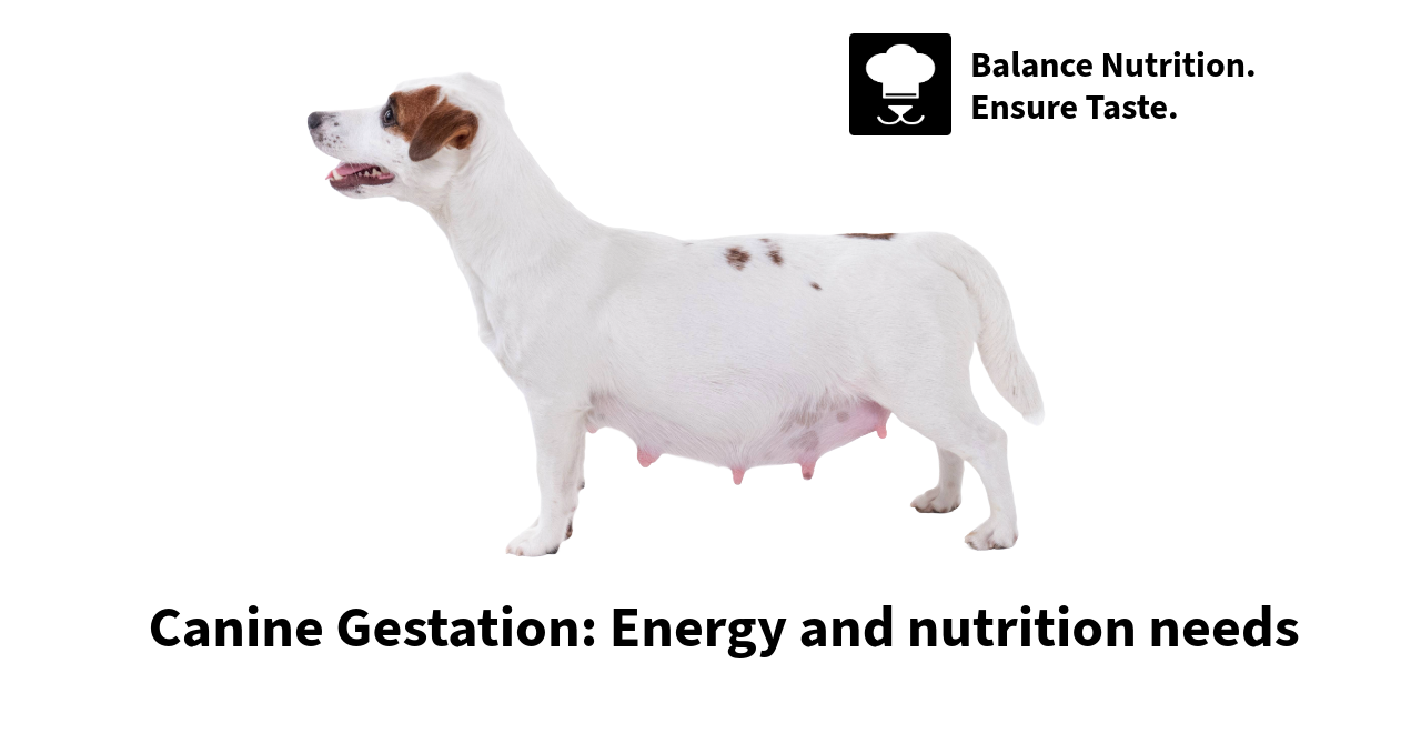 View of Canine Gestation: Energy and nutritional needs